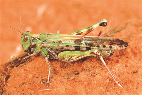 Locust.